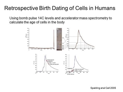 retrospective birth dating of cells in humans